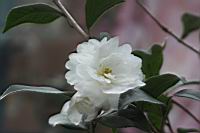 長瓣短柱茶-花05.JPG