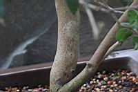 長瓣短柱茶-莖00.JPG