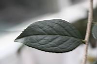 長瓣短柱茶-葉00.JPG