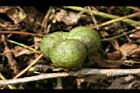 阿薩姆茶-實07.JPG