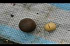 阿薩姆茶-種子24.JPG