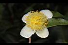 阿薩姆茶-花02.JPG