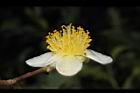 阿薩姆茶-花05.JPG