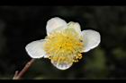 阿薩姆茶-花08.JPG