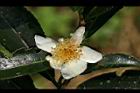 阿薩姆茶-花10.JPG