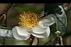 阿薩姆茶-花12.JPG