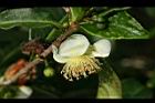 阿薩姆茶-花13.JPG