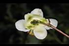 阿薩姆茶-花背01.JPG