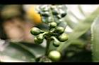 阿薩姆茶-花苞00.JPG