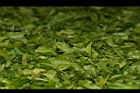 阿薩姆茶-茶菁00.JPG