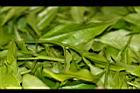 阿薩姆茶-茶菁01.JPG