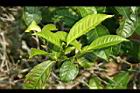 阿薩姆茶-葉01.JPG