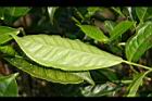 阿薩姆茶-葉04.JPG