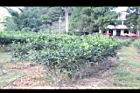 阿薩姆茶00.JPG