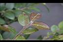 阿里山茶-幼葉04.JPG