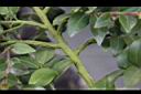 阿里山茶-枝00.JPG