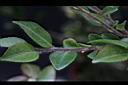 阿里山茶-枝毛01.JPG