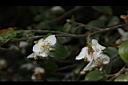 阿里山茶-花22.JPG