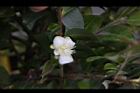 阿里山茶-花01.JPG