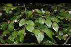 阿里山茶-葉00.JPG