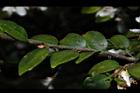 阿里山茶-葉02.JPG