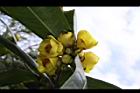 大葉金花茶-花01.JPG