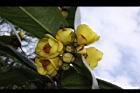 大葉金花茶-花02.JPG