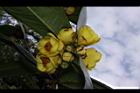 大葉金花茶-花05.JPG