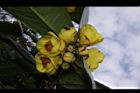 大葉金花茶-花06.JPG