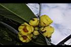 大葉金花茶-花08.JPG