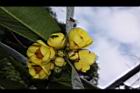 大葉金花茶-花11.JPG