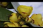大葉金花茶-花20.JPG