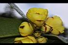 大葉金花茶-花21.JPG