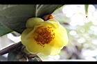 大葉金花茶-花28.JPG