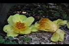 大葉金花茶-花32.JPG