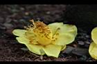 大葉金花茶-花40.JPG