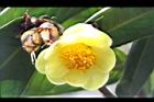 大葉金花茶-花44.JPG