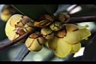 大葉金花茶-花苞00.JPG