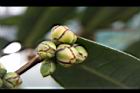 大葉金花茶-花苞02.JPG