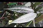 大葉金花茶-葉正05.JPG