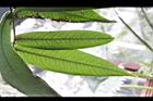 大葉金花茶-葉背00.JPG
