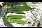 大葉金花茶-葉背01.JPG