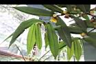 大葉金花茶-葉背03.JPG