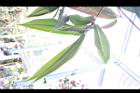 大葉金花茶-葉背05.JPG