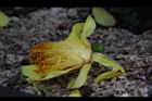 大葉金花茶-連蕊花2.JPG