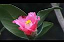 鳳凰山茶-花32.JPG