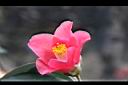 鳳凰山茶-花35.JPG