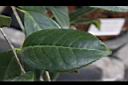 鳳凰山茶-葉正00.JPG