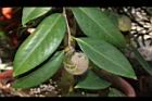 鳳凰山茶-實01.JPG