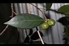 鳳凰山茶-實22.JPG